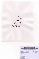 藏品(寬珊藻)的圖片